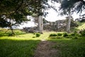 View on sandy path surrounded by green fresh grass and old crooked pine trees