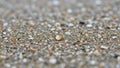 View of a sandy surface featuring diverse grains pebbles and tiny Royalty Free Stock Photo