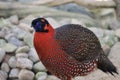 View of satyr tragopan Tragopan satyra pheasant