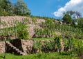 View of the Saxon vineyards