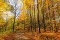 View of scenic colorful autumn landscape in beechwood Royalty Free Stock Photo