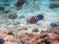 View of a school of stripy fish Royalty Free Stock Photo