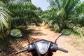 View from the scooter driver seat over the jungle road in Krabi province, Thailand