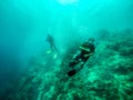 The view of Scuba Dive in Moalboal, Philippines