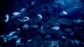 View from the sea bottom on school of fish swimming beneath sea surface. Abstract underwater background or backdrop Royalty Free Stock Photo