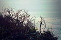 View of Sea Branches, Overlooking Foggy Pacific Ocean View Royalty Free Stock Photo