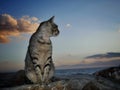 View of the sea from a cat