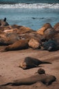 View of sea elephants in beach Royalty Free Stock Photo