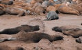 View of sea elephants in beach Royalty Free Stock Photo