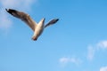 sea gull flying above blue sky for abstract background and texture concept with copy space Royalty Free Stock Photo