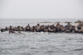 View Of Sea Lions Resting On Beach At Coast Royalty Free Stock Photo