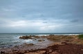 RED SEAWEED LYING ON BEACH Royalty Free Stock Photo