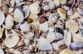 View of sea shells Royalty Free Stock Photo