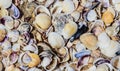 View of sea shells Royalty Free Stock Photo