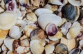 View of sea shells Royalty Free Stock Photo