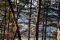 View of the sea through the trunks of pine trees on a sunny winter day