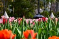 The view of the sea of tulips in the garden with sunlight. Royalty Free Stock Photo