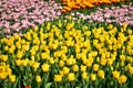 The view of the sea of tulips in the garden with sunlight. Royalty Free Stock Photo