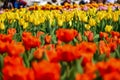 The view of the sea of tulips in the garden with sunlight. Royalty Free Stock Photo