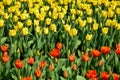 The view of the sea of tulips in the garden with sunlight. Royalty Free Stock Photo