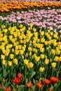 The view of the sea of tulips in the garden with sunlight. Royalty Free Stock Photo