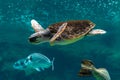 View of sea turtle swimming in sea aquarium