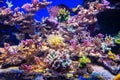 View of the seabed with yellow lilac beige corals, bright exotic fish