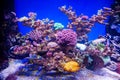 View of the seabed with yellow lilac beige corals, bright exotic fish.