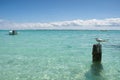 Seagull - Anse de Sainte Anne - Guadeloupe - Caribbean tropical island Royalty Free Stock Photo