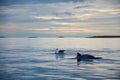 View of a seagull and a Cetacean fish swimming in the sea at sunrise