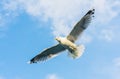 View of Seagull flying against cloudy sky Royalty Free Stock Photo