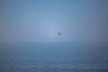 View at the seagull flying with atlantic ocean as background, Portugal