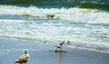 This is a view of seagull flying over the beach Royalty Free Stock Photo