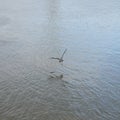 View of a seagull flying over the calm sea water surface Royalty Free Stock Photo