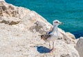 A view of a seagull on the harbour breakwater at Rimini, Italy Royalty Free Stock Photo