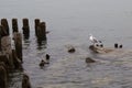 View of a seagull resting on the rock on the water surface near an old pier Royalty Free Stock Photo