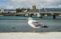 A view of a seagull on the Soth Bank of the River Adur at Shoreham, Sussex, UK