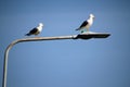 A view of a Seagull