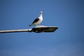 A view of a Seagull