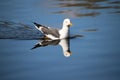 A view of a Seagull