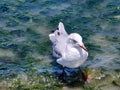 View of a seagull walking on the seashore in search of food Royalty Free Stock Photo