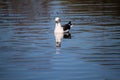 A view of a Seagull