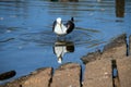 A view of a Seagull