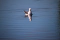 A view of a Seagull