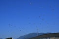 A view of Seagulls flying over the sky.