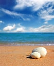 View on seashells on beach