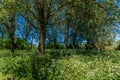 A view of a secluded copse in the Ouse Valley Park at Wolverton, UK