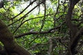 THICK BRANCHES AND FOLIAGE IN A SUBTROPICAL FOREST