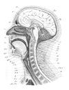 View of section of the head brain, nasopharynx, neck in the old book the Human Anatomy Basics, by A. Pansha, 1887, St.