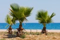 View on see through palms on sandy beach. Blue lagoon on coast of mediterranean sea Royalty Free Stock Photo